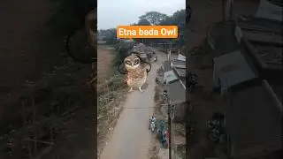 Owl Dance on Road 😂 | Funny Animal Video#funnyanimal #shorts #owl