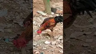 SAM Green Farm, trending roaster & chicken lover, episode 46