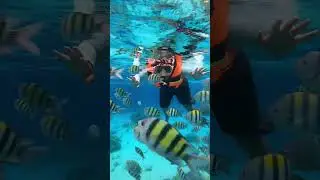 Indahnya Snorkling di Sabang #pantai #pulaudolphin #travel #tripsabang  #sabangaceh #snorkeling