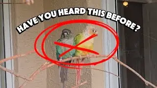 Should You Keep Birds together??