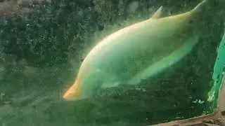 fish in Cambodian lagoon but... #aquarium#fishspecies 