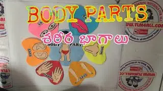 Body parts | Human body parts working models | Body parts tlm | tlm4all