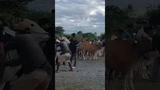 Karapan Sapi di Kilo 5 Baliase awal Tahun 2026 part 3