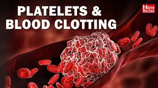 Platelets & Blood Clotting | Biology | Class 7 | NCERT Solution | Science | CBSE Board | Home Revise