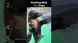Ranking Best Sea Dogs 🐶🌊😂  #funny