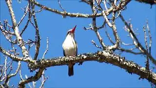 Brown-hooded Kingfisher calling