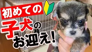 【マルーキーのコロン】生後54日　子犬のお迎えドキドキの初日！