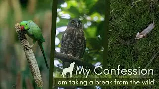MY CONFESSION | I am taking a break | Red Munia | Brown Boobook | Jackal | Parakeets | Habitats