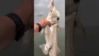 You only catch this fish in a lightning storm!