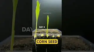 CORN 🌽 Growing at 10000x Speed! #satisfying #short
