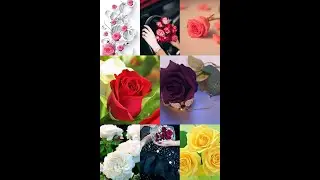 💞💞Unique WhatsApp❤️ Dp Images/  Stylish dp pictures/ dp pictures for WhatsApp Flower Wallpapers ||