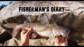 Clarence River Mouth Catfish Fishing In The Floods ~ Fisherman's Diary Ep 423