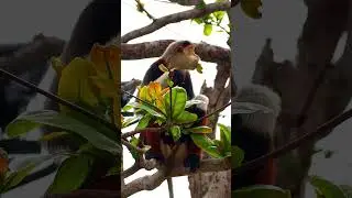 A Feast of Tropical Almond Trees by the Red Shanked Douc Langur at InterContinental Danang