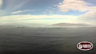 Lahaina Fish Co. Maui Oceanfront View