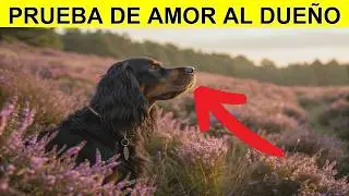 🐾 Tu mascota LLORA cuando te vas qué hacer