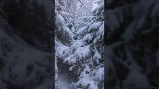 Winter is Coming❄️🌲#snow #winter #winteriscoming #forests #nature #природа #зима #зимнийлес #красиво