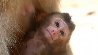 Pity Poor REX Baby Monkey Hungry Milk | ROSE MONKEY GIVE MILK BABY????