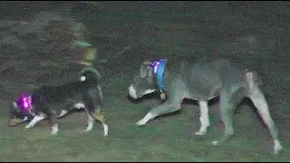 EBAY FLASHING LED DOG COLLAR TEST - NEON LIGHTUP GLOWING K9 COLLARS REVIEW
