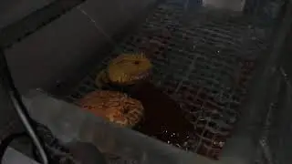 Pacman Frog Mating Call