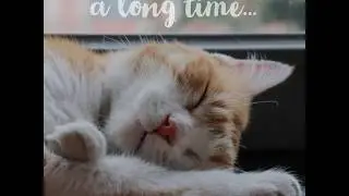 BARF&reg; for cats