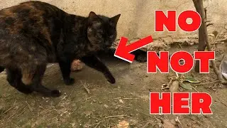 Look what came out from a wall crack after putting out some cat food