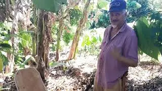 CHAPODANDO EL CACAO 