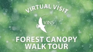 Forest Canopy Walk Tour
