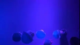 jelly blubber catostylus mosaicus or blue blubber jellyfish