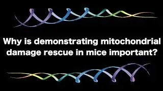 Why is Demonstrating Mitochondrial Rescue in Mice So Important? | Lifespan.io Crowdfunding Campaign