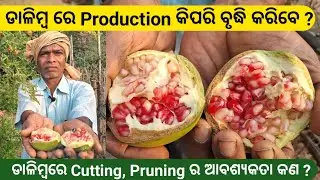 Pomegranate Farming Secrets to improve Production and Quality । Rabi Organic Farming
