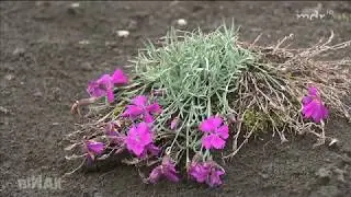 BIWAK - Zwischen Bären und Vulkanen durchs wilde Kamtschatka 4/5 19.07.2018