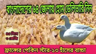 হঠাৎ দাম কমলো মাংসের রাজা ফ্রান্সের পেকিন স্টার হাঁসের বাচ্চা।#পেকিন_স্টার_হাঁসের_বাচ্চা #হাঁসের