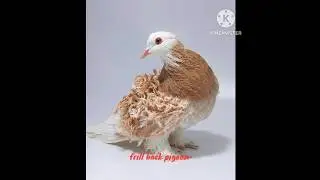 name of 5 types of fancy pigeon #youtubeshorts #viralshorts #viral