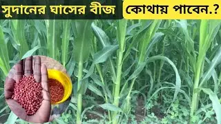 গরুর খাবারের ঘাসের বীজ কোথা থেকে কিনলাম.? Grass Seed for Cow Feed Online Bangladesh