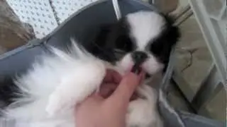 honey's 1st year with me