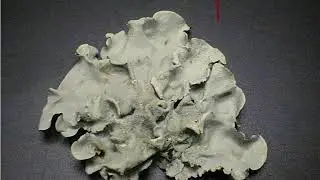 14 Lichens
