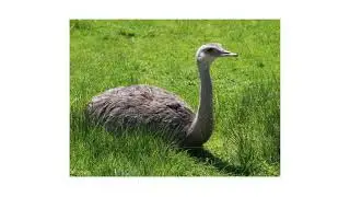 Chilean animals