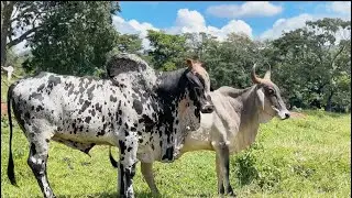 Adeus campeão! Assim não dá para continuar