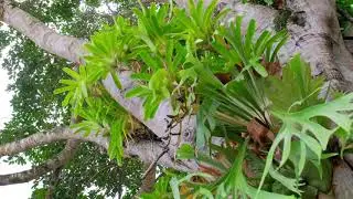 31 Lachlan Ave Nambour - Property Video