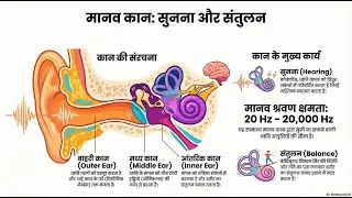 HUMAN EAR || STRUCTURE || BASIC INFORMATION || FAST RIVISION  #humanbody #biology #science