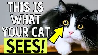 How Cats Really See Humans &ndash; Surprising Truths Every Cat Owner Should Know.
