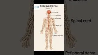Human Nervous System Diagram | Class 10 Science | Labeled Chart for Student.
