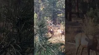 BOWHUNTING ELK 🏹 #365PURSUIT #ELKHUNTING #ELK #BOWHUNTING #WAPITI #ARCHERY #SEPTEMBER