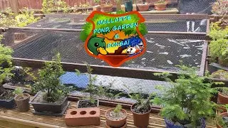 Bonsai, Garden & Pond Update (28.07.2021, Koi, UK)