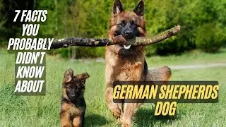 7 Amazing Facts About German Shepherds Dog - Facts You Probably Didn't Know about German Shepherds