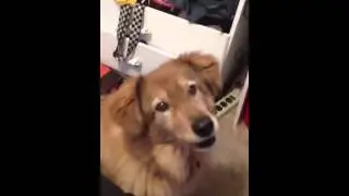 Shetland Sheepdog/German Shepherd does math