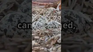 KILLDEER&rsquo;S CLEVER TRICKS REVEALED! 🙏 Subscribe#Killdeer#Shorts#NatureLovers#Birdwatching#Wildlife