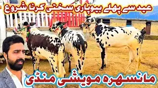 Mansehra Mawashi Mandi Latest Update | Mall Mandi Mansehra | Desi Bull Update #mansehramandi #sktv27