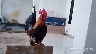 Ayam Kate Berkokok - Kate's Rooster Crows | QiaTV