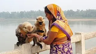 Mother langur snatched the food bag and jumped into the tree and eat with her baby but flock eat...